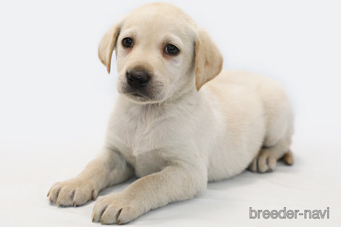 成約済の神奈川県のラブラドールレトリーバー-357561